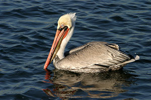 pelican