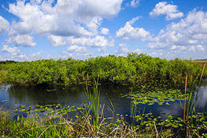 everglades-300x200