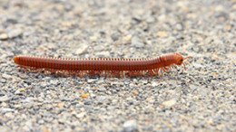 millipede-300x200