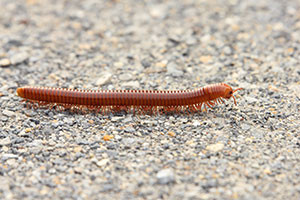 millipede-300x200