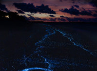 Heart on the beach from bioluminescent algae Noctiluca Scintilla