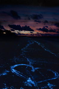 Heart on the beach from bioluminescent algae Noctiluca Scintilla