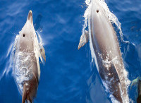 Two Dolphins From Above