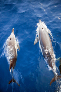 Two Dolphins From Above