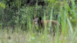 Black Bear in the Everglades