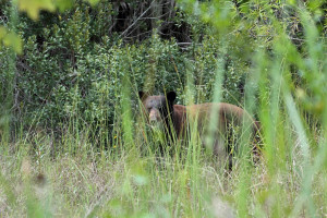 Black Bear in the Everglades