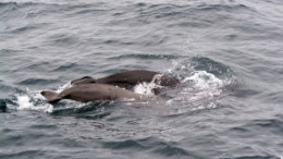 Pilot Whales