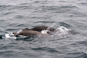 Pilot Whales