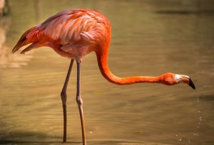 pink flamingo stretched neck