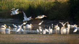 American White Pelicans Flying Low Over The Marsh