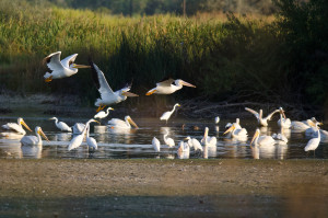 American White Pelicans Flying Low Over The Marsh