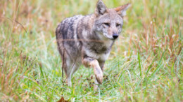 Coyote In A Meadow