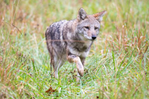 Coyote In A Meadow