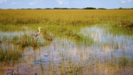 Heron In The Everglades Park In Florida