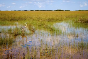 Heron In The Everglades Park In Florida