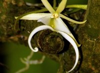 bigstock-Ghost-Orchid-7732081-201x300