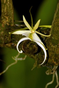 bigstock-Ghost-Orchid-7732081-201x300