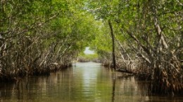 bigstock-Mangrove-115124450-300x200