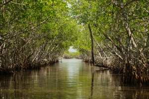 bigstock-Mangrove-115124450-300x200