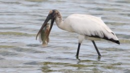 bigstock-Wood-Stork-Eating-A-Tilapia-116573090-300x200