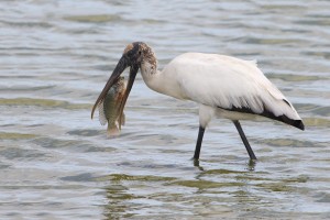 bigstock-Wood-Stork-Eating-A-Tilapia-116573090-300x200