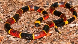 bigstock-Eastern-Coral-Snake-49700198-300x200