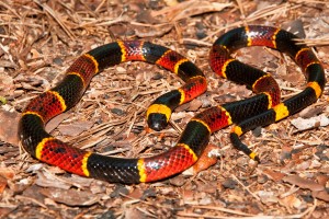 bigstock-Eastern-Coral-Snake-49700198-300x200