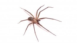 bigstock-Macro-shot-of-a-brown-recluse-47709904-300x200