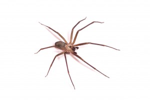 bigstock-Macro-shot-of-a-brown-recluse-47709904-300x200