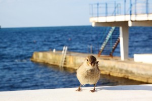 bigstock-Cheerful-Sparrow-105166433-300x200