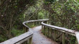 bigstock-Observation-Trail-Everglades-72320812-300x200