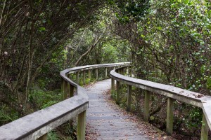 bigstock-Observation-Trail-Everglades-72320812-300x200