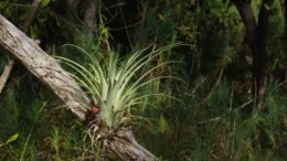 Close up of a beautiful airplant in its natural environment in the Florida Everglades