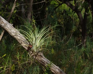 Close up of a beautiful airplant in its natural environment in the Florida Everglades